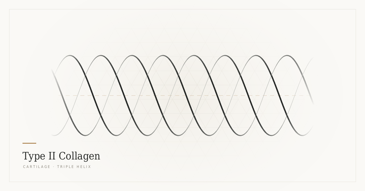 type 2 collagen