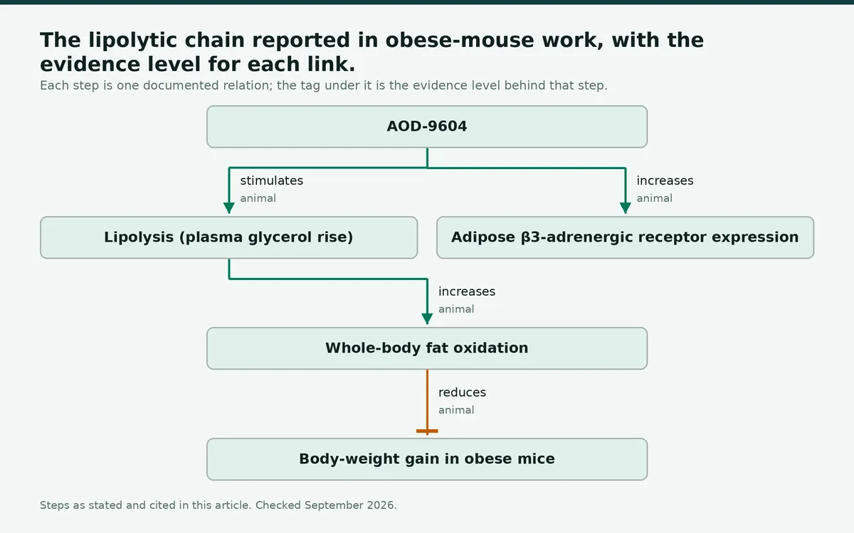 Diagram: The lipolytic chain reported in obese-mouse work, with the evidence level for each link