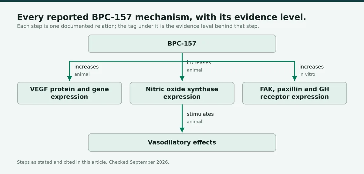 Diagram: Every reported BPC-157 mechanism, with its evidence level