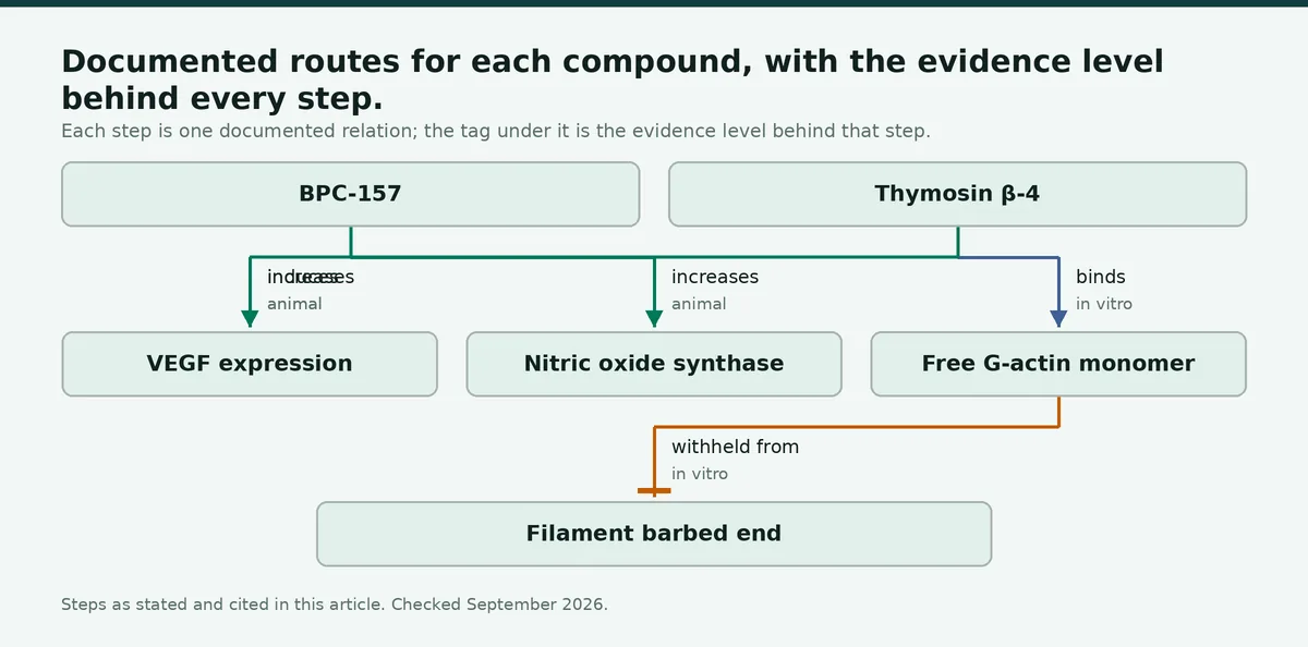 Diagram: Documented routes for each compound, with the evidence level behind every step