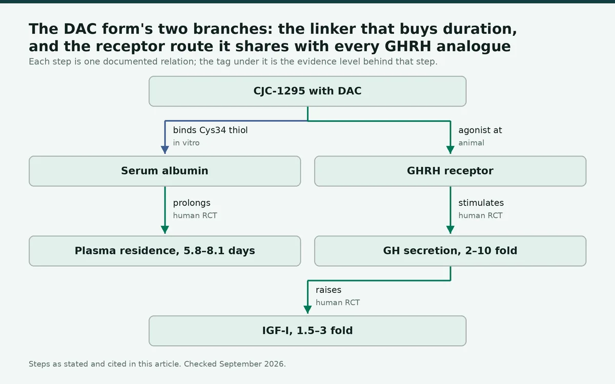 Diagram: The DAC form's two branches: the linker that buys duration, and the receptor route it shares with every GHRH…