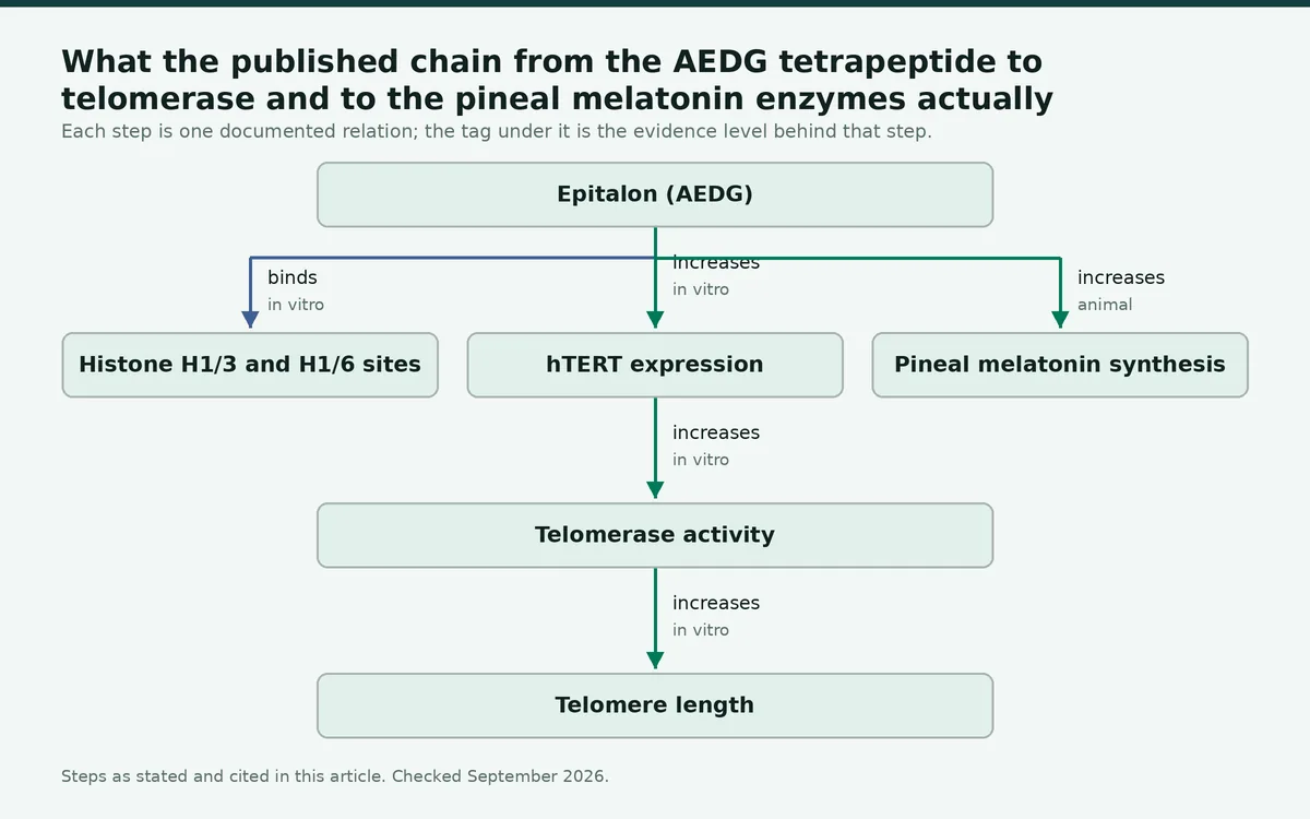 Diagram: What the published chain from the AEDG tetrapeptide to telomerase and to the pineal melatonin enzymes actually…