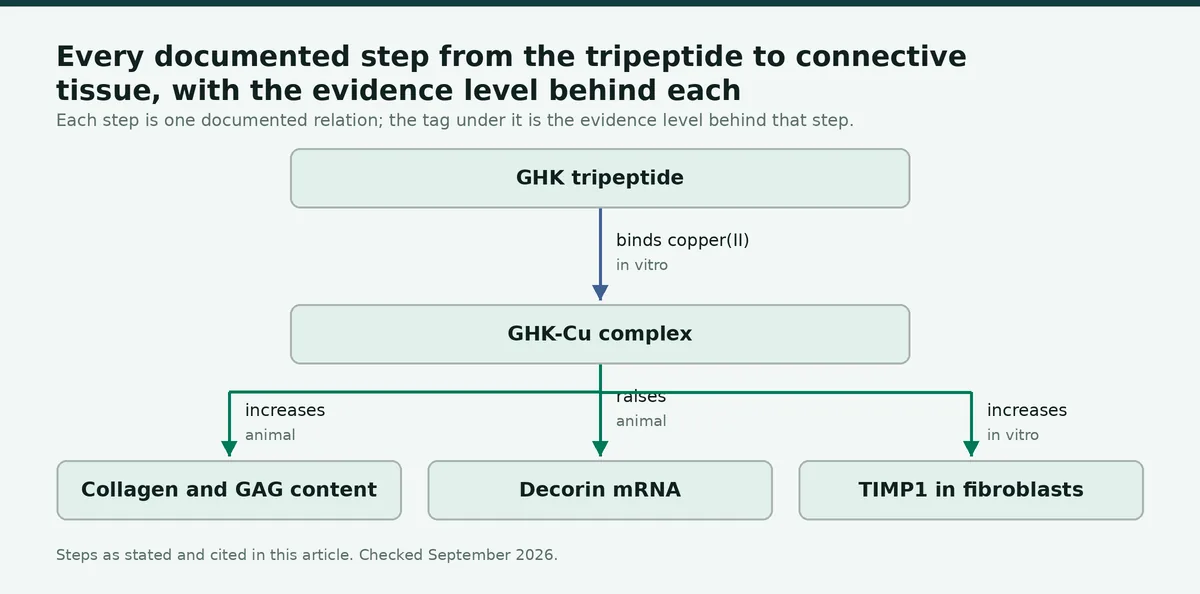 Diagram: Every documented step from the tripeptide to connective tissue, with the evidence level behind each