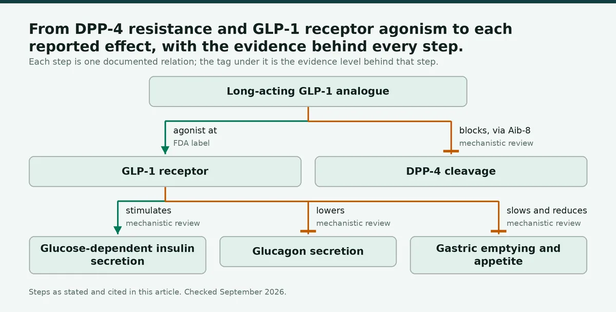 Diagram: From DPP-4 resistance and GLP-1 receptor agonism to each reported effect, with the evidence behind every step