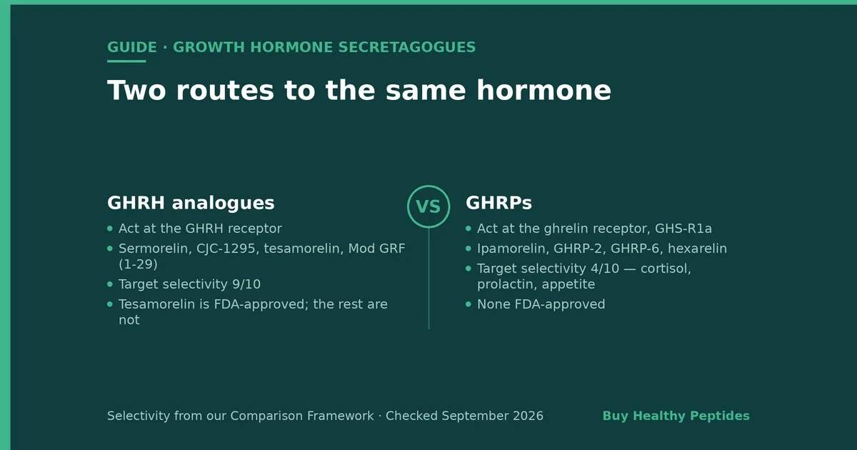 Growth Hormone Secretagogue Peptides Explained: GHRH vs GHRP