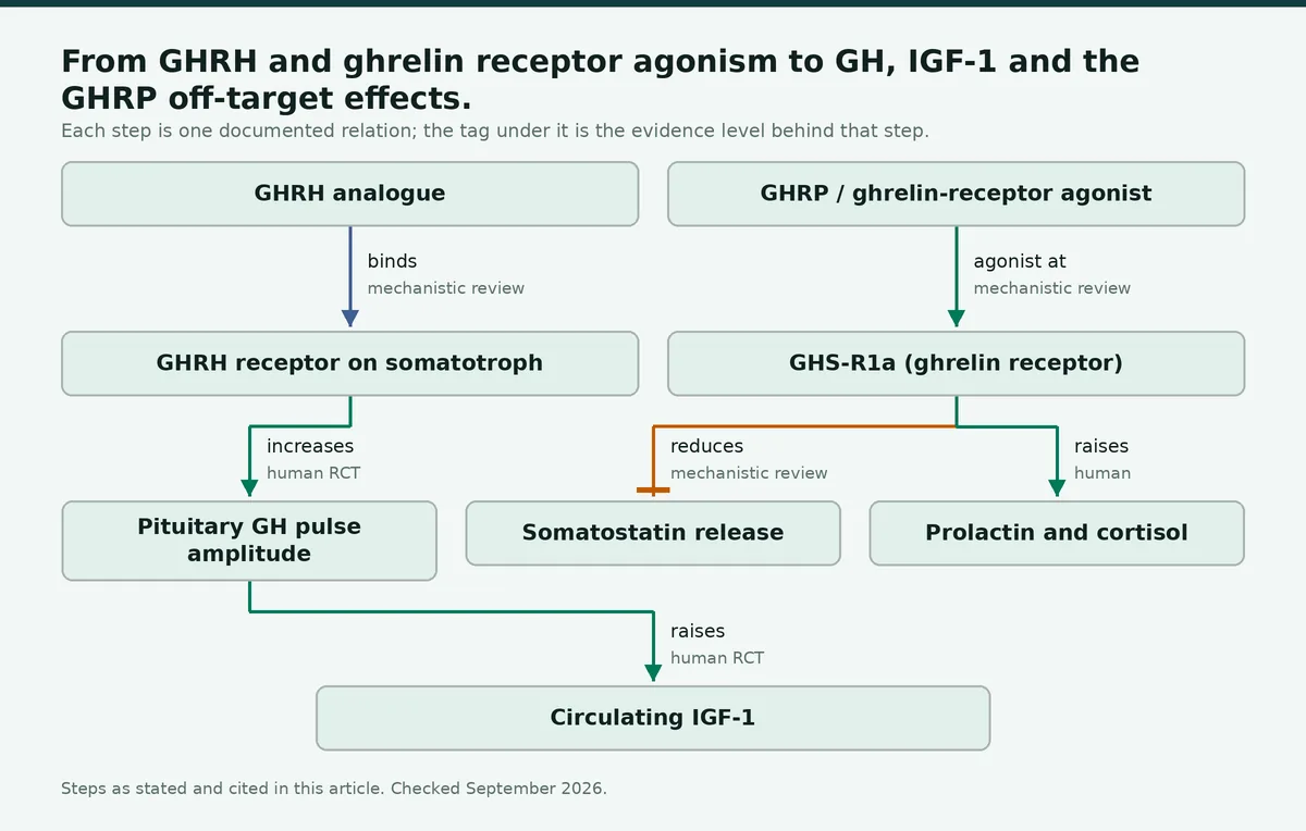Diagram: From GHRH and ghrelin receptor agonism to GH, IGF-1 and the GHRP off-target effects