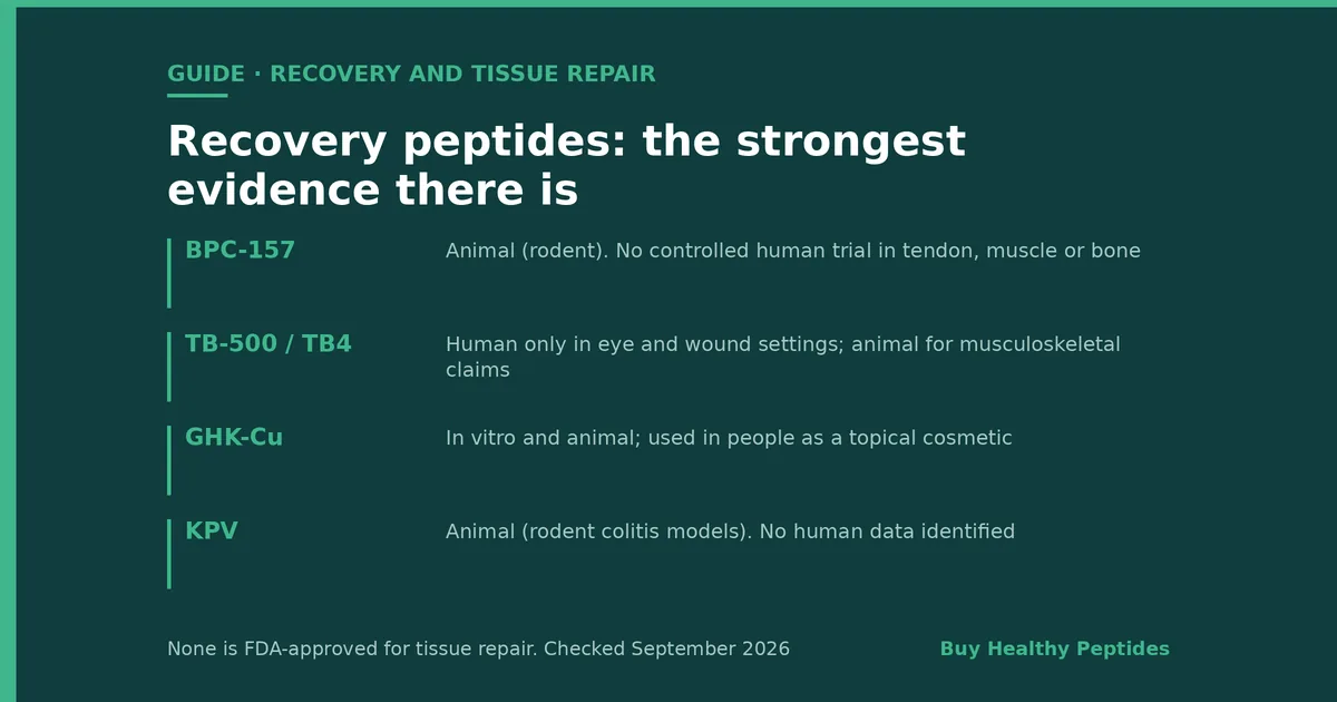 Healing Peptides for Recovery & Tissue Repair: What the Evidence Shows