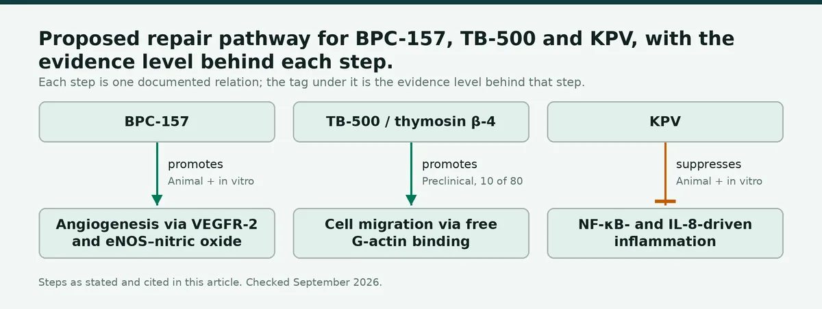 Diagram: Proposed repair pathway for BPC-157, TB-500 and KPV, with the evidence level behind each step