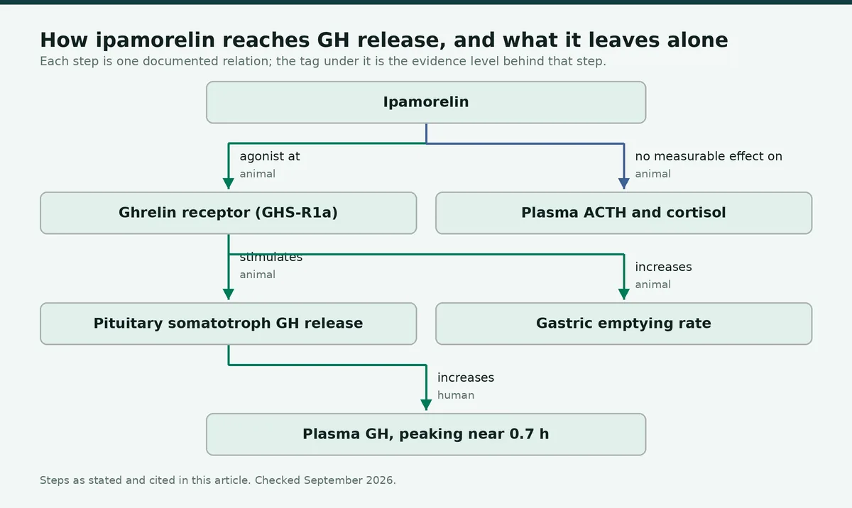 Diagram: How ipamorelin reaches GH release, and what it leaves alone