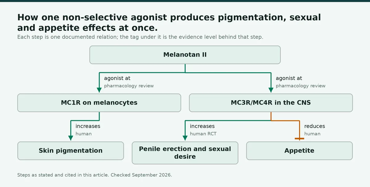 Diagram: How one non-selective agonist produces pigmentation, sexual and appetite effects at once