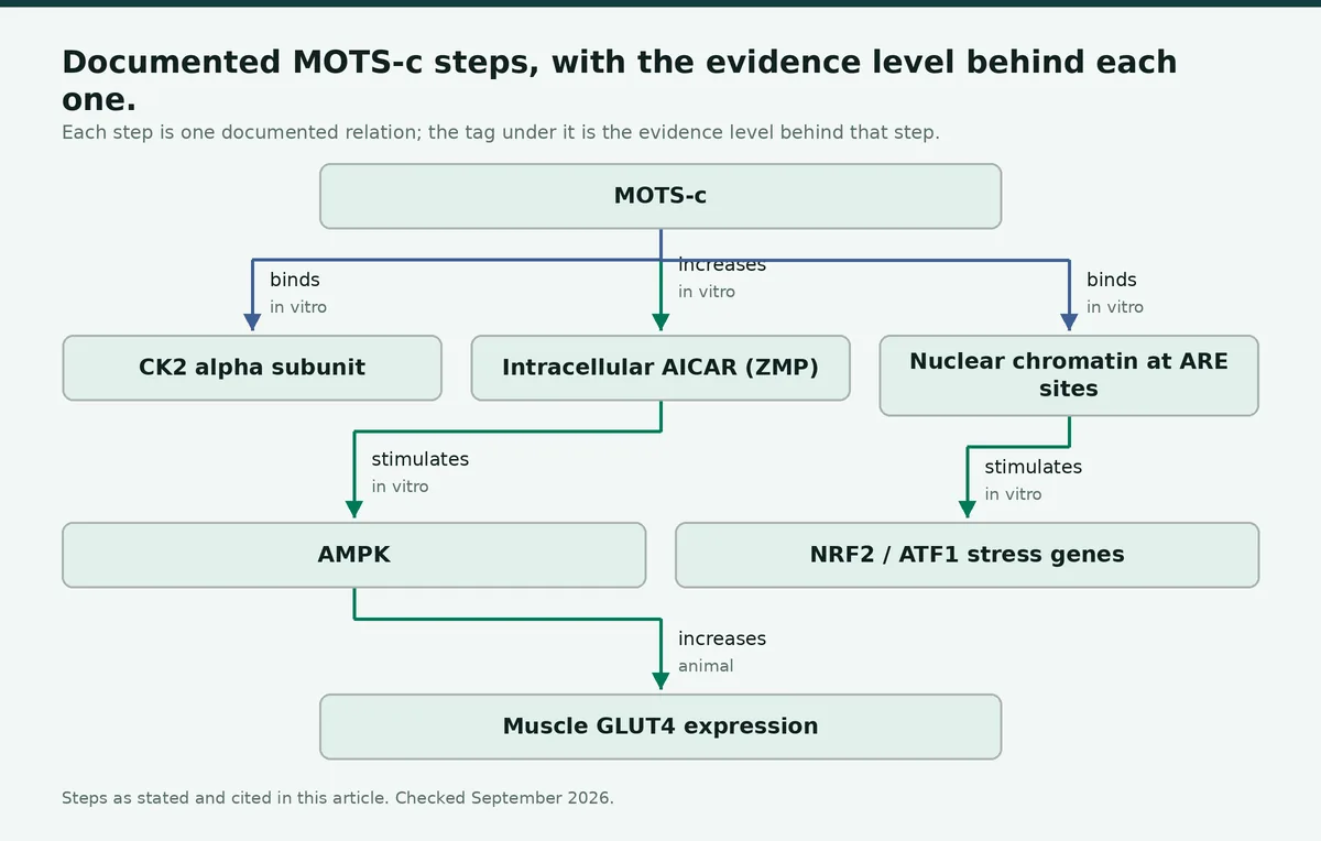 Diagram: Documented MOTS-c steps, with the evidence level behind each one
