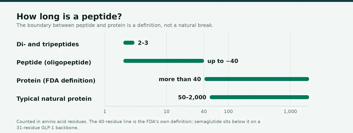 Chart: how long peptides are — the peptide and protein boundary by residue count