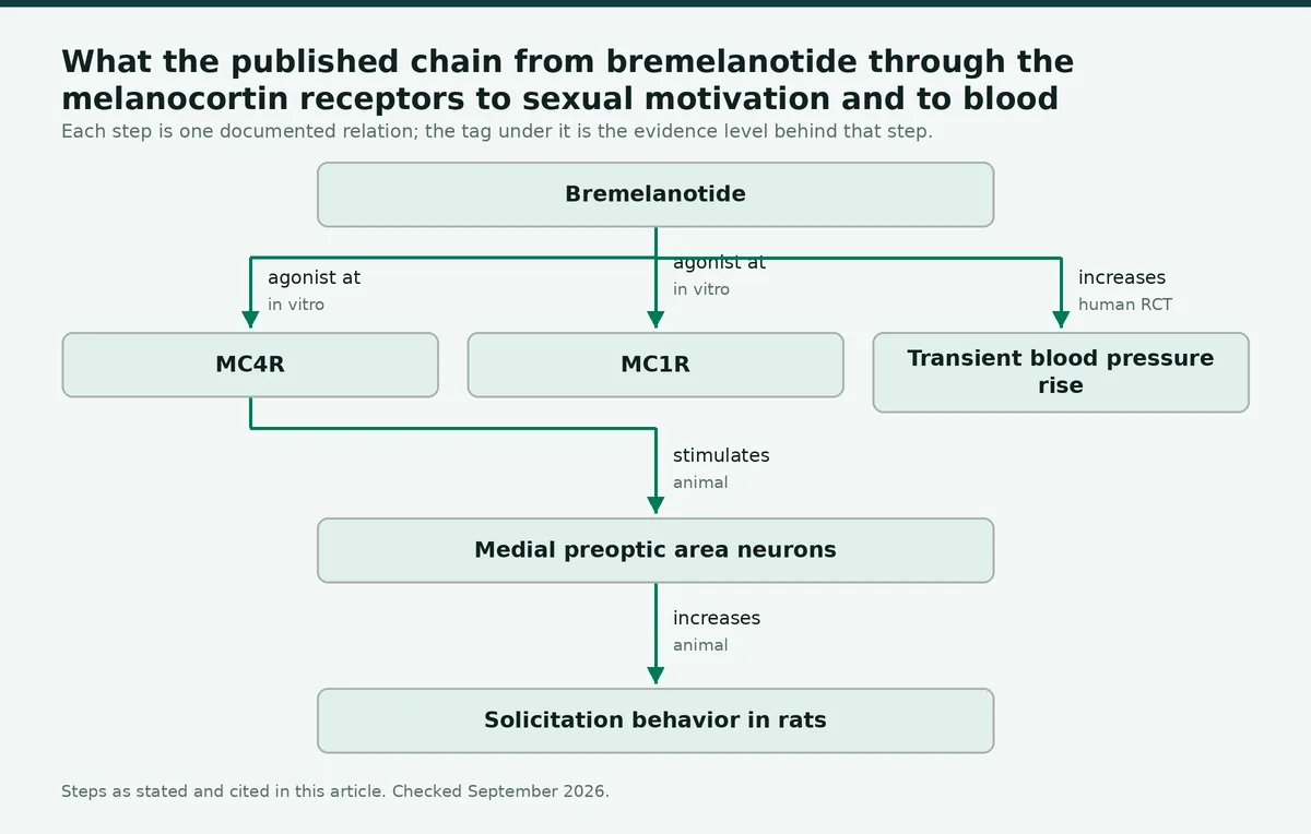 Diagram: What the published chain from bremelanotide through the melanocortin receptors to sexual motivation and to blood…