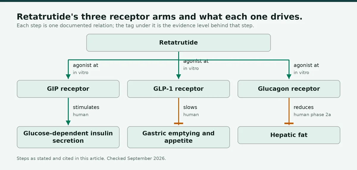 Diagram: Retatrutide's three receptor arms and what each one drives