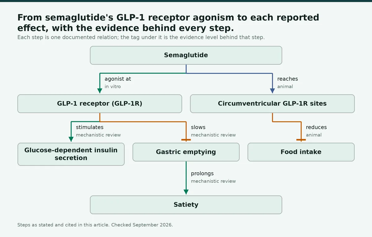Diagram: From semaglutide's GLP-1 receptor agonism to each reported effect, with the evidence behind every step