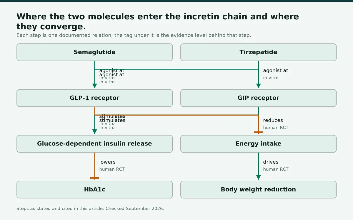 Diagram: Where the two molecules enter the incretin chain and where they converge