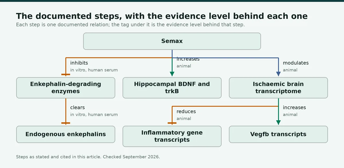 Diagram: The documented steps, with the evidence level behind each one