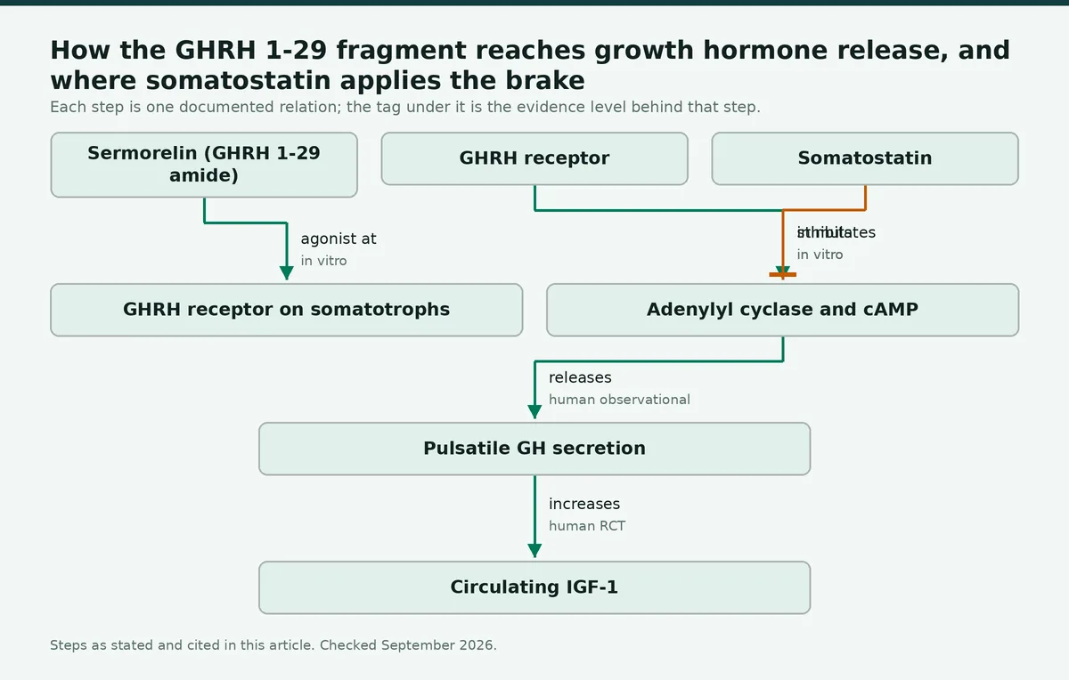 Diagram: How the GHRH 1-29 fragment reaches growth hormone release, and where somatostatin applies the brake