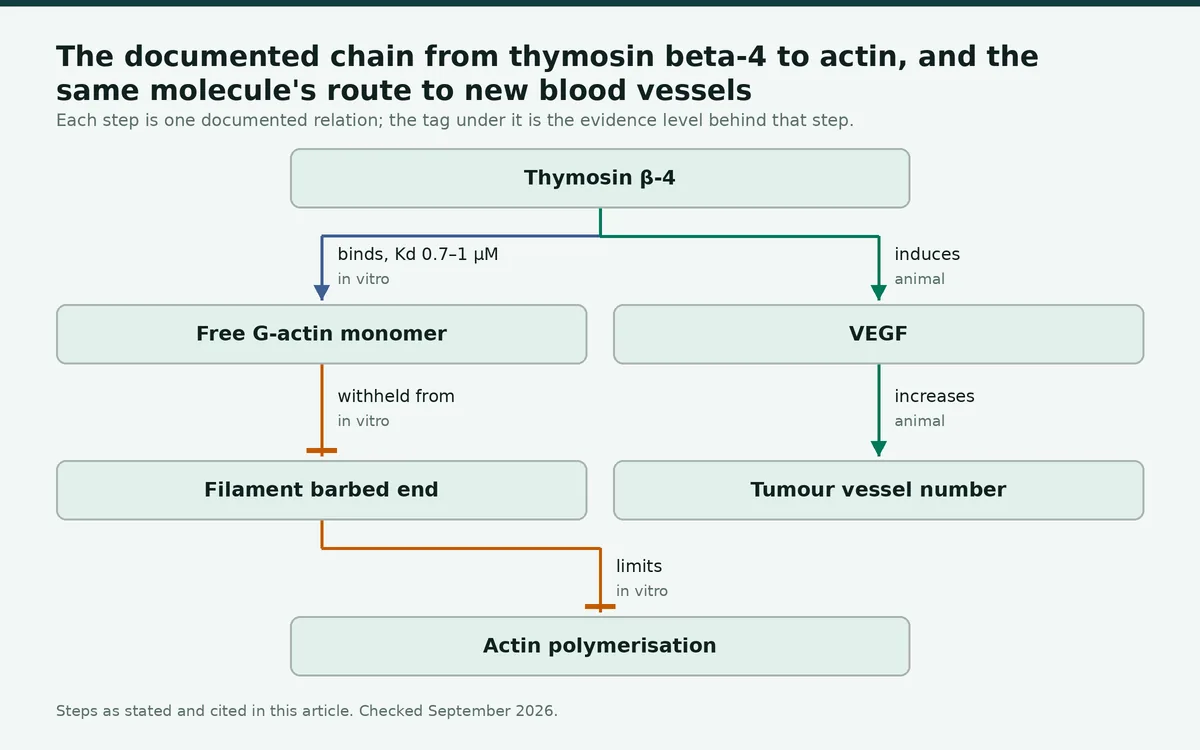 Diagram: The documented chain from thymosin beta-4 to actin, and the same molecule's route to new blood vessels