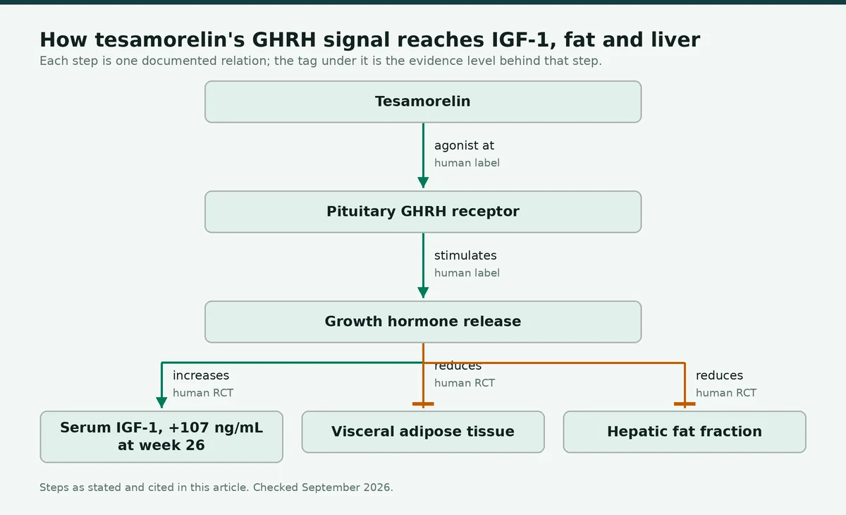 Diagram: How tesamorelin's GHRH signal reaches IGF-1, fat and liver