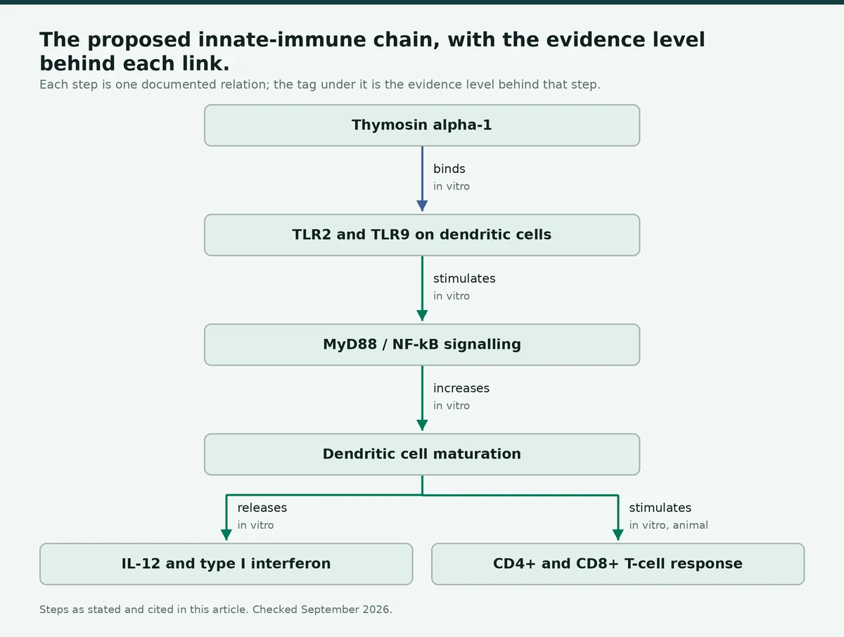 Diagram: The proposed innate-immune chain, with the evidence level behind each link