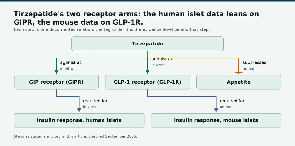Diagram: Tirzepatide's two receptor arms: the human islet data leans on GIPR, the mouse data on GLP-1R