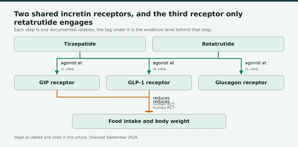 Diagram: Two shared incretin receptors, and the third receptor only retatrutide engages
