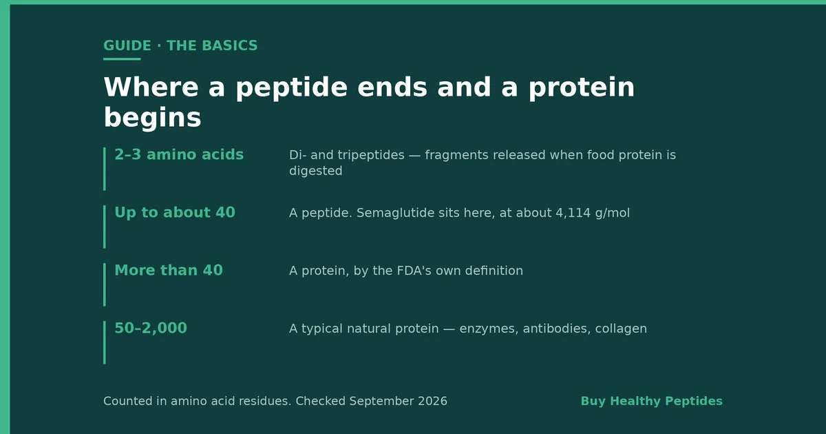 What Are Peptides? A Plain-English Guide (2026)